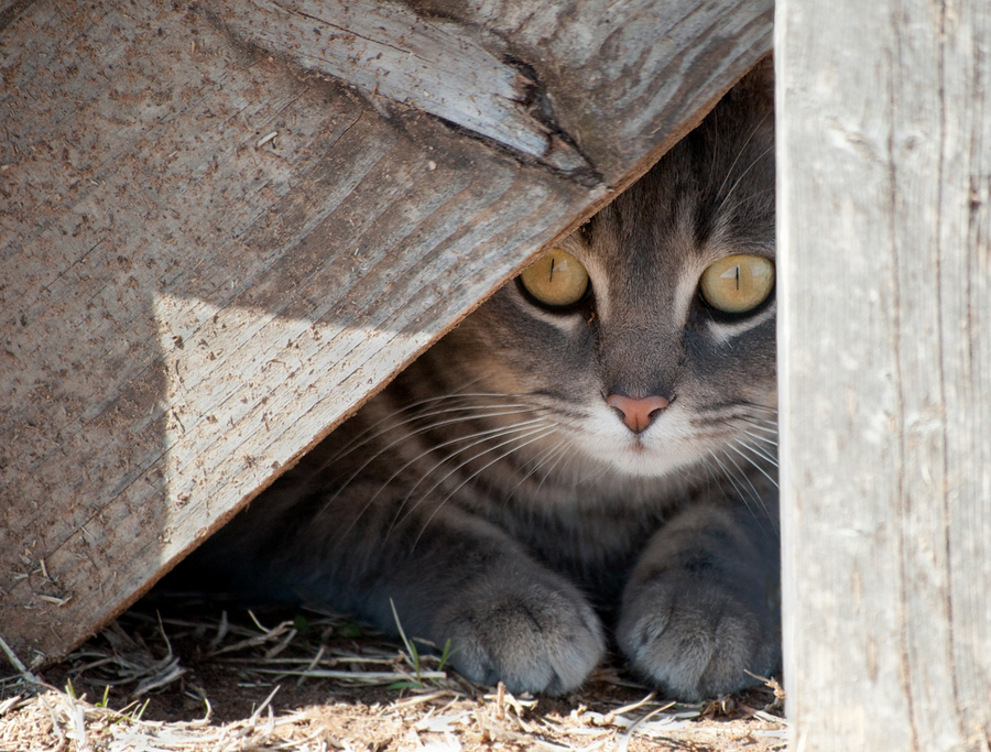 adopted cat hides all day