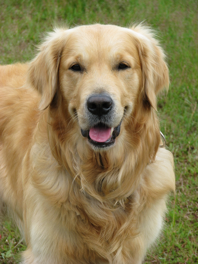 Can Your Golden Retriever Help Prevent Canine Cancer Chew On This