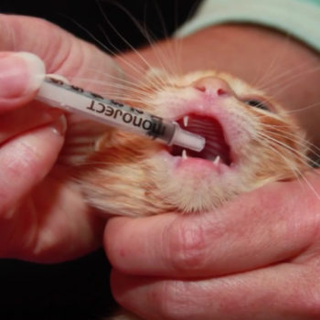 giving probiotics to orphaned kittens 