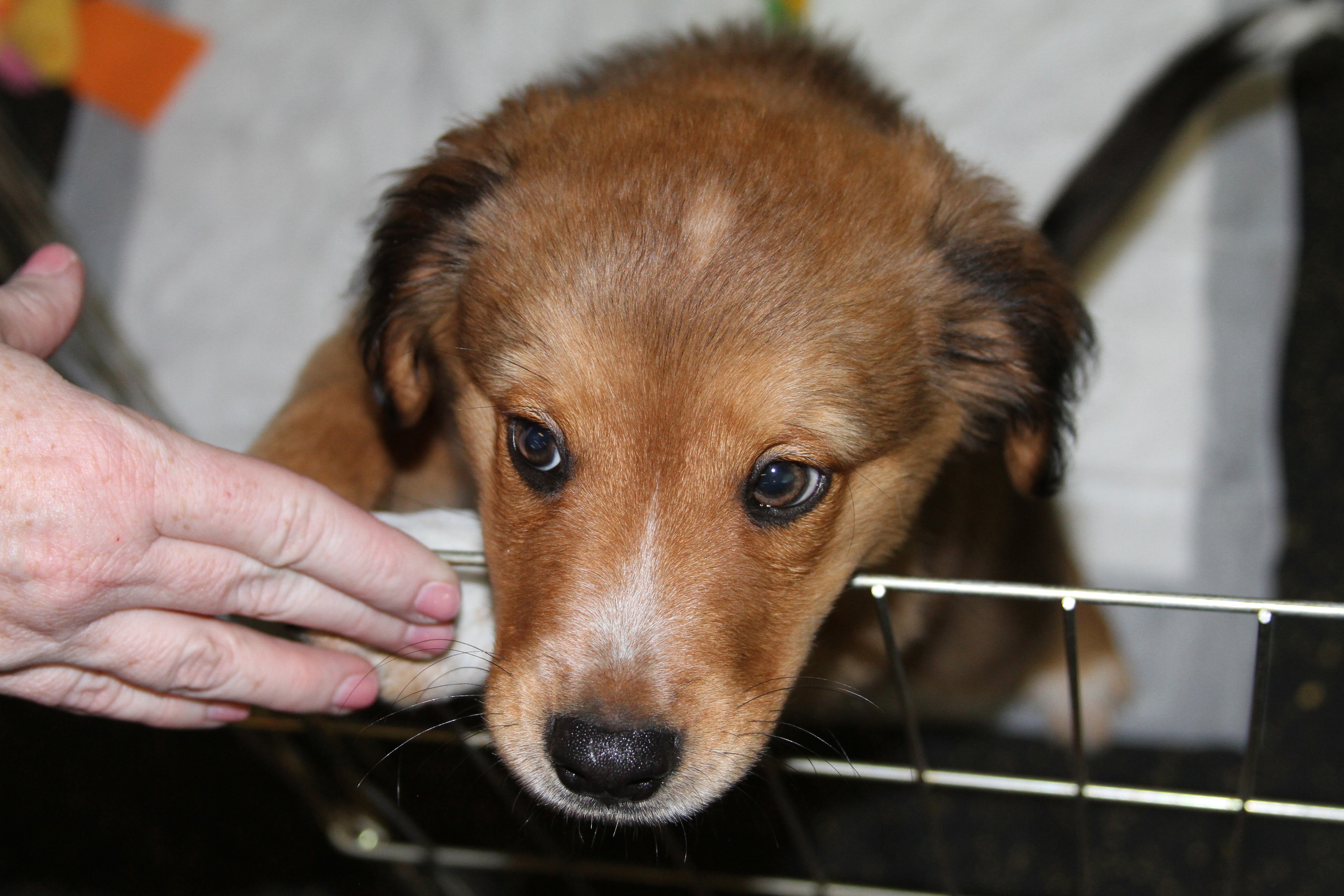 how to treat parvo in puppies how to successfully treat parvo puppies on a shelter budget chew on this how to treat parvo in puppies how to successfully treat parvo puppies on a shelter budget chew on this