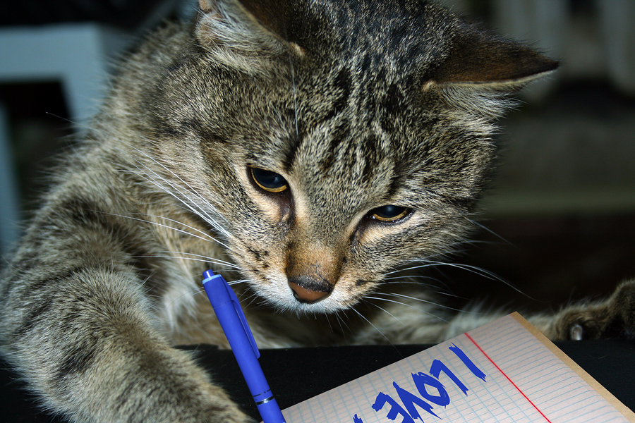 cat cats writes paper writing diary funny vs adoption dog declaration meme dogs