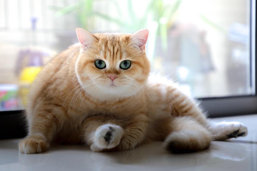 maddie-s-weekly-roundup-how-your-animal-welfare-organization-can-aid