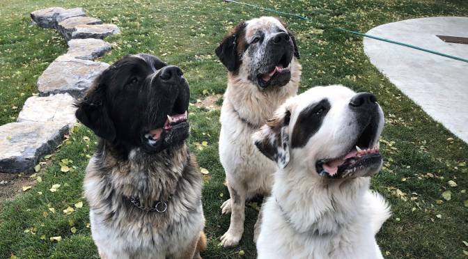 3 saint bernards for adoption