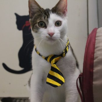 Shelter cat with tie