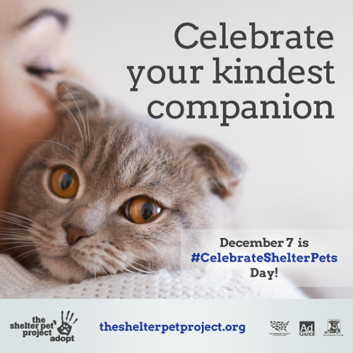 Eighth Annual Celebrate Shelter Pets Day: Get Pets Adopted By Joining A ...