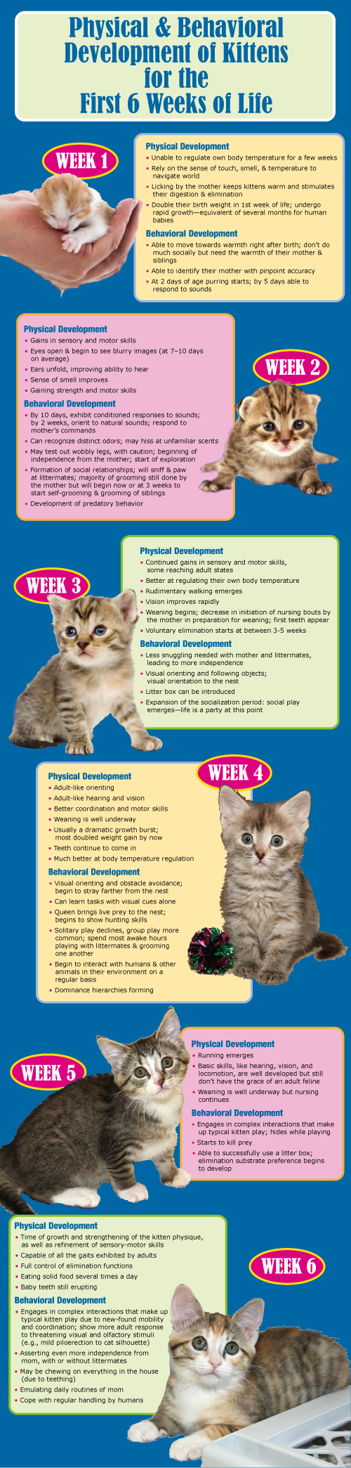 Kittens: The first six weeks (INFOGRAPHIC) | Chew On This