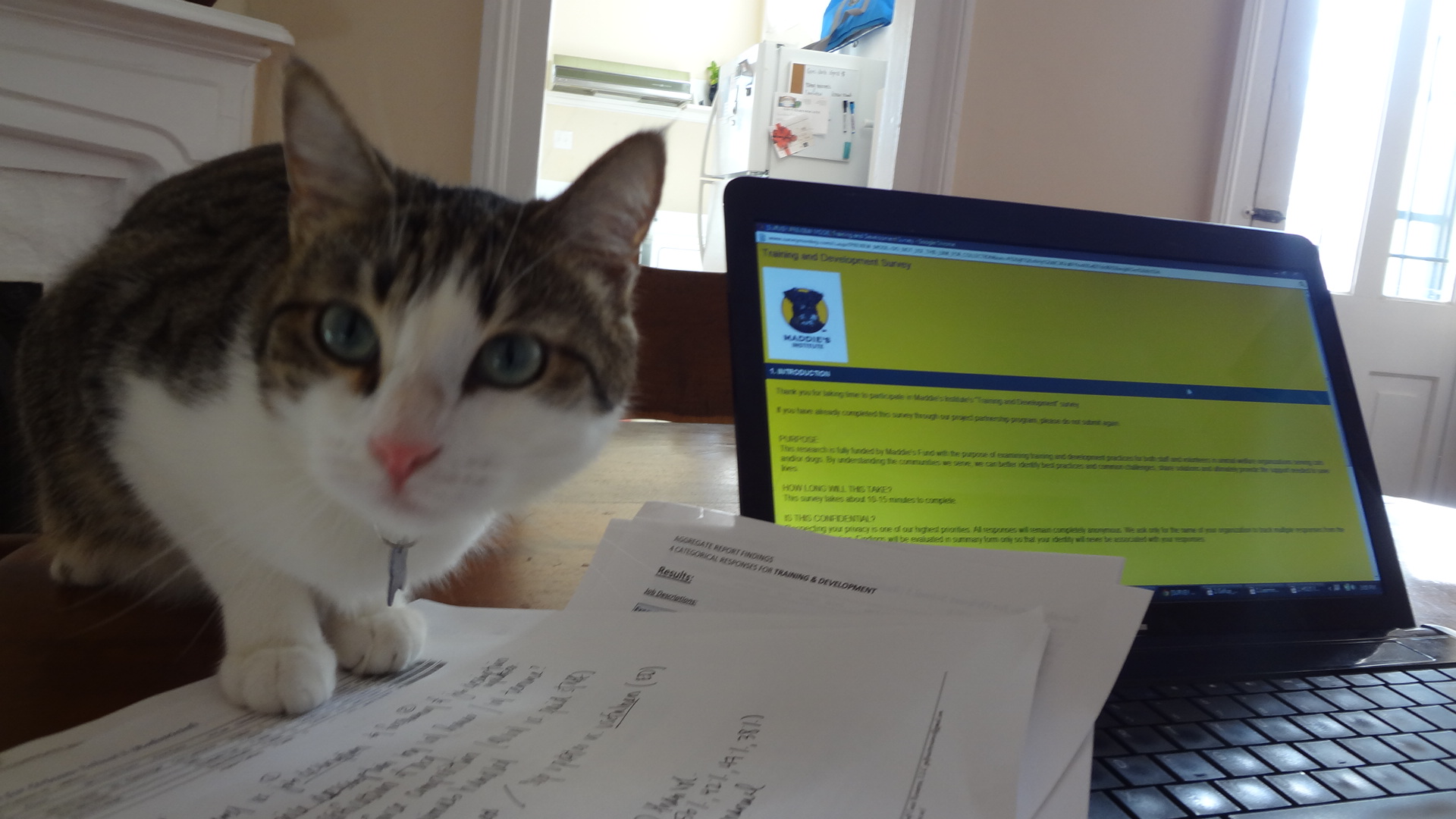 How — and why — animal shelters should write job descriptions Chew On