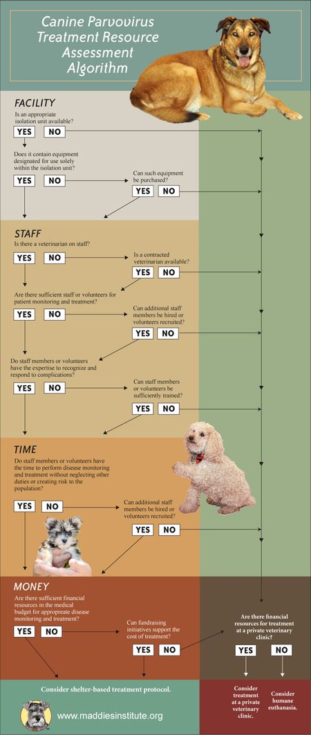 Infographic: A shelter-based approach to canine parvovirus treatment ...