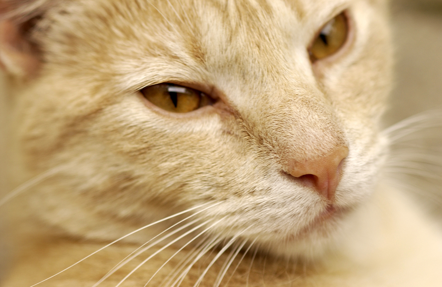 Study Pain in cats can be evaluated by facial expressions Chew On This