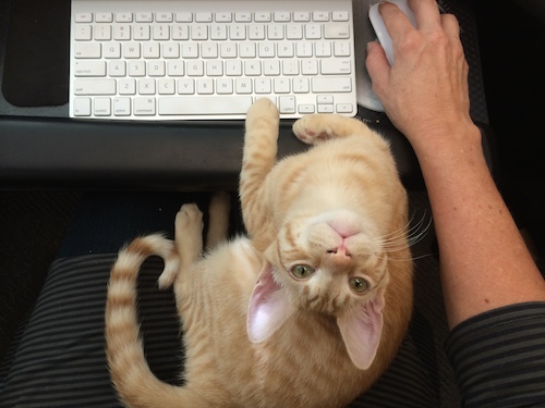 Milo typing copy