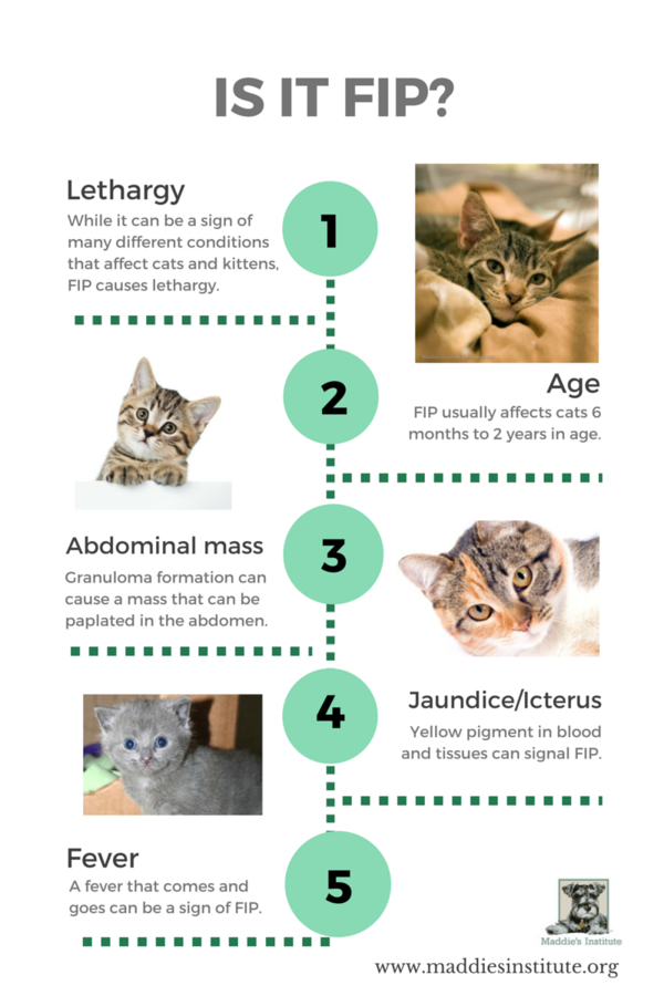 How to recognize the signs of FIP in shelter cats Chew On This