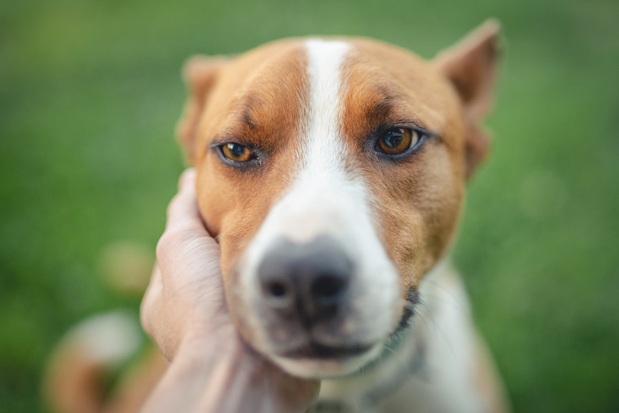 Boosting animal welfare organizations return to owner rates supporting renters with pets through Covid19 - Maddie’s Weekly Roundup: Boost your animal welfare organization’s RTO rates with Animal Care Officers, supporting renters with pets through Covid-19 and more!