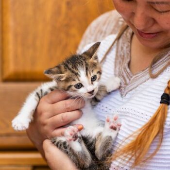 image associated with the Your roadmap to get every cat to where they need to go