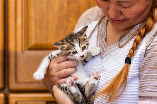 Cat Superhighway - Your roadmap to get every cat to where they need to go