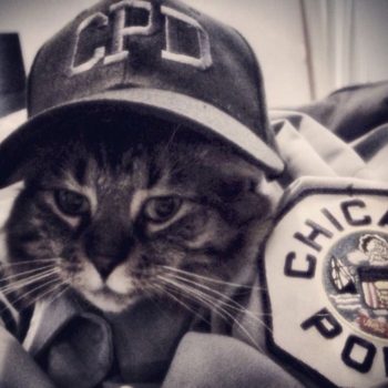 chicago police cat
