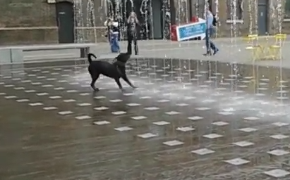 dog playing in fountain