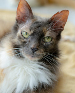 Freckles cat close up