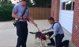 Two firefighters helping dog
