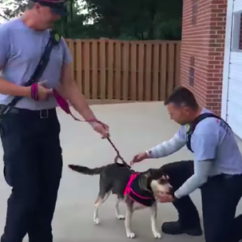 Two firefighters helping dog