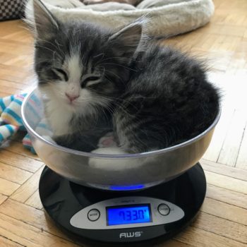 Kitten being weighed