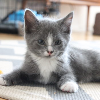 gray and white kitten