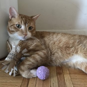 orange cat with toys