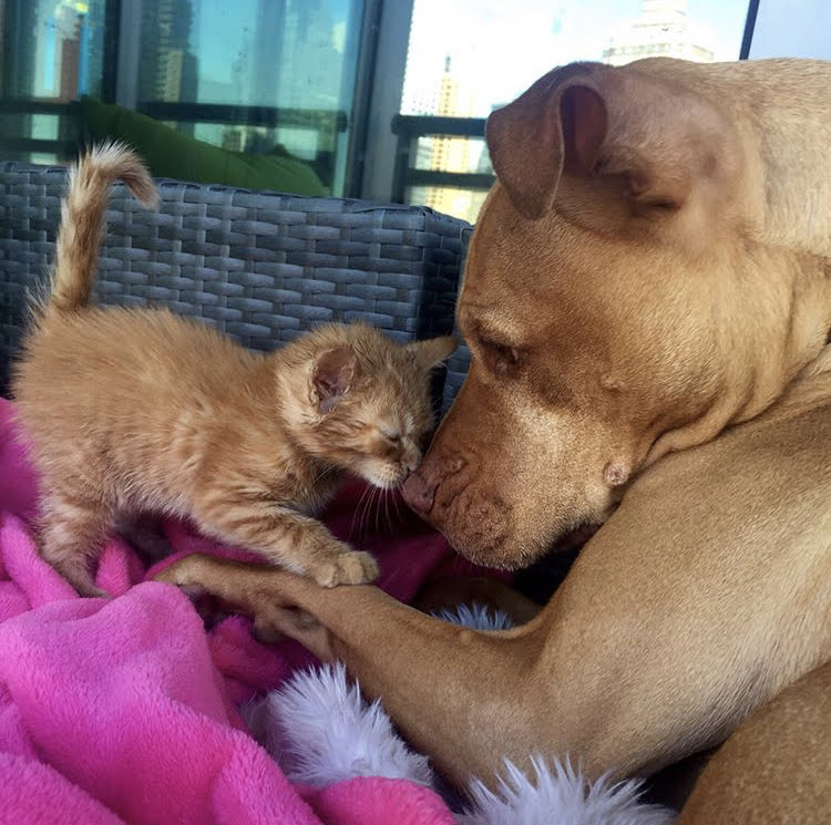 FeelGoodFriday: Kitten and pitbull are the best of friends | Chew On This