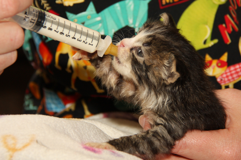 Secrets of bottle-feeding orphaned kittens | Chew On This