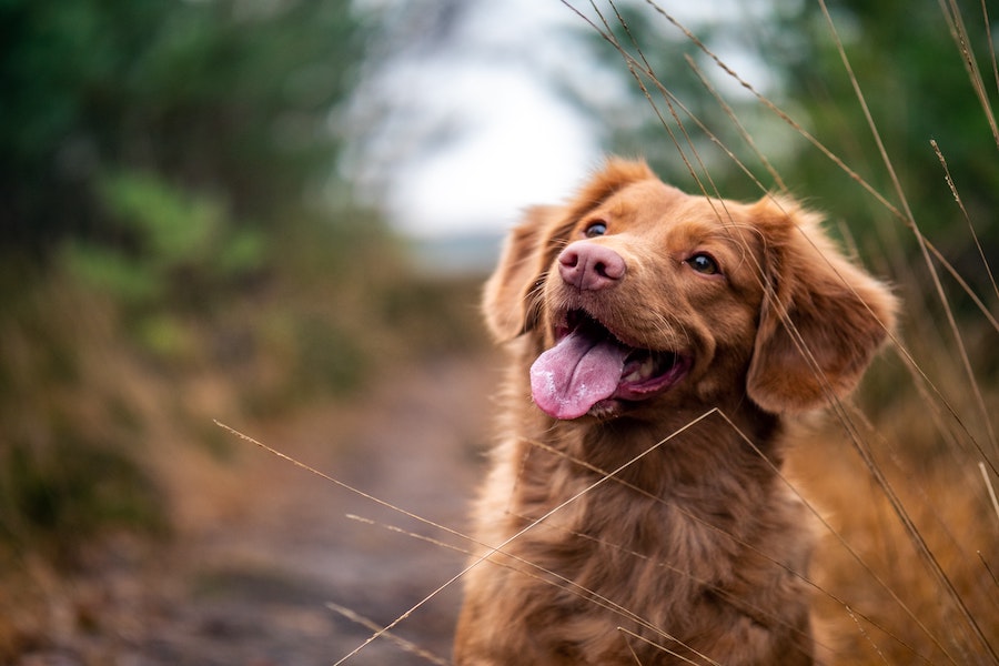 Maddies Weekly Roundup Dr. Blackwell received the 2020 Avanzino Award reuniting lost pets with families - Maddie’s Weekly Roundup: Dr. Michael Blackwell receives the 2020 Avanzino Leadership Award, using technology to reunite lost pets with their families and more!