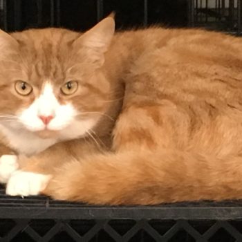 Shelter medicine changes everything for influenza cats in New York City –  and beyond | Chew On This