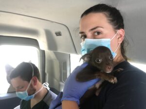 Dr. Flowers with Vet Tech Amber holding a brown puppy in the car