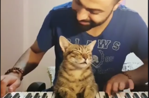Man and cat at piano