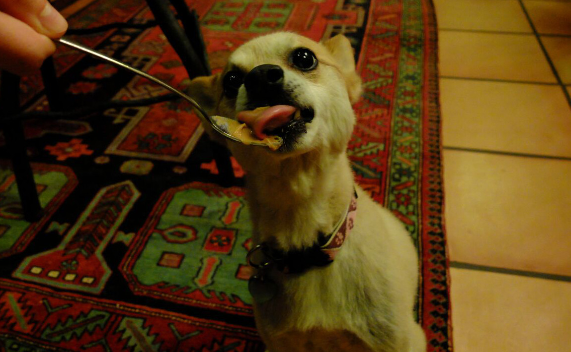 Peanut Butter for Dogs. A Sticky Subject