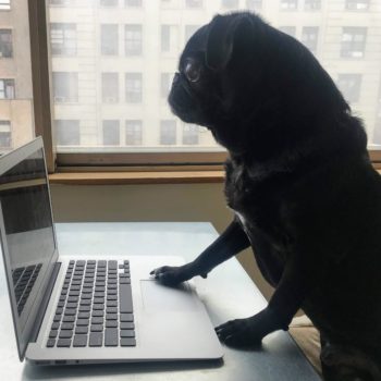 black-pug--dog-laptop