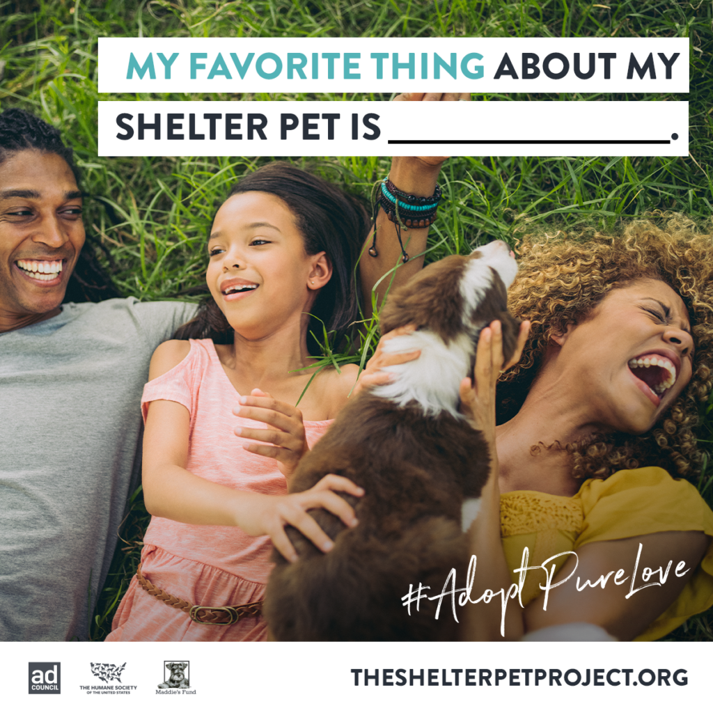 Today is Celebrate Shelter Pets Day! Chew On This