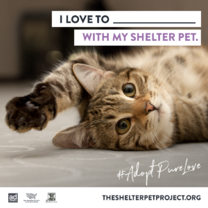 SPP CSPD2020 Graphic3 DoWith IG v1 FINAL 300x300 - Today is Celebrate Shelter Pets Day!