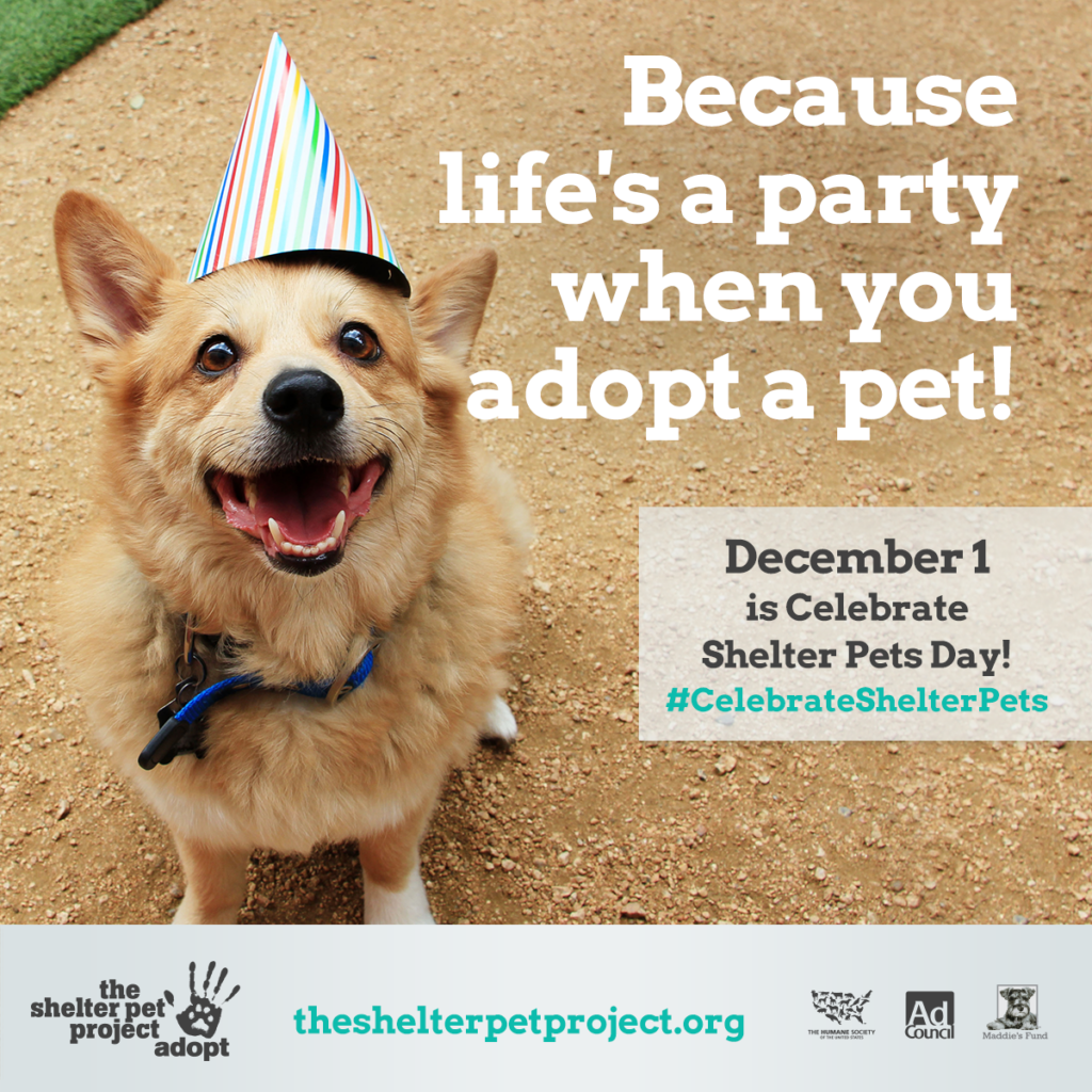 How joining in the Seventh Annual Celebrate Shelter Pets Day can help