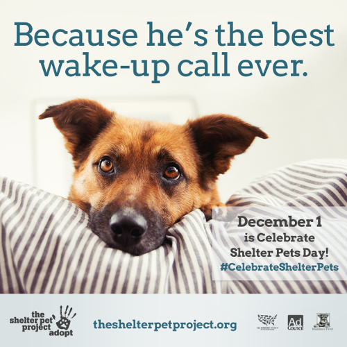 How joining in the Seventh Annual Celebrate Shelter Pets Day can help ...