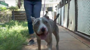 PAWS video