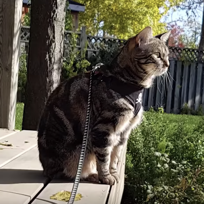 FeelFoodFriday Cats on leashes give dogs a run for their money Chew
