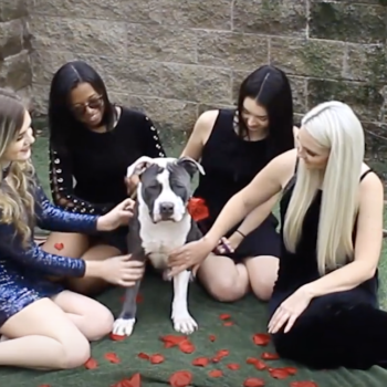 FeelGoodFriday: Shelter dog goes on Bachelor-style dates | Chew On This