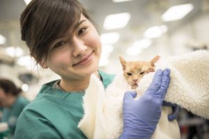 cat in a spay-neuter clinic