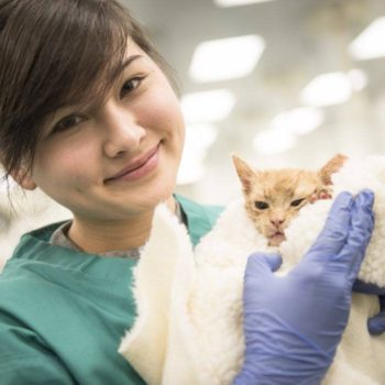cat in a spay-neuter clinic