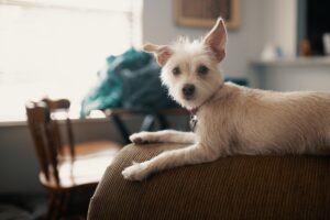 Webcast for supporting renters with pets through covid-19