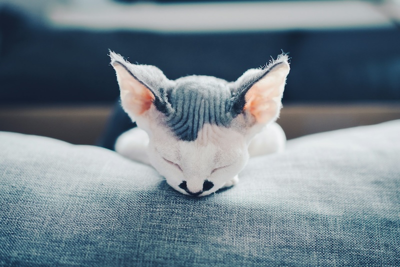 adam przeniewski z6NZYyTjEd0 unsplash copy - Maddie’s Weekly Roundup: $1,000 monthly prize giveaway on Maddie’s Pet Forum, Camp Maddie and more!