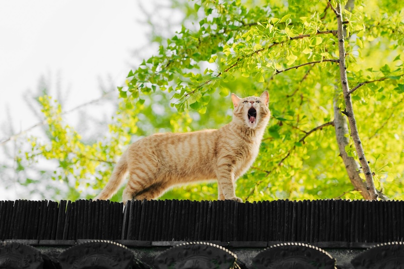 4 resources to help your community cat population | Chew On This