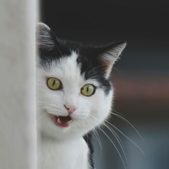 image associated with the Maddie’s Weekly Roundup: Maddie’s Insights, continuing education credits and more!