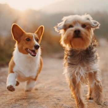image associated with the Behavior Assessments in Shelters: Building Better Outcomes for Dogs