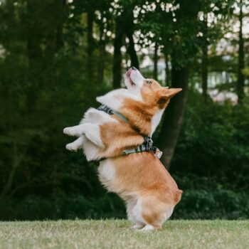 image associated with the Implications of weeklong fostering and co-housing on shelter dog welfare