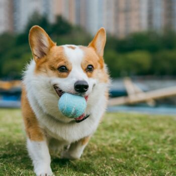 image associated with the Beyond our Safety Net: Navigating Returns, Risk and Humane Outcomes in Dog Adoptions